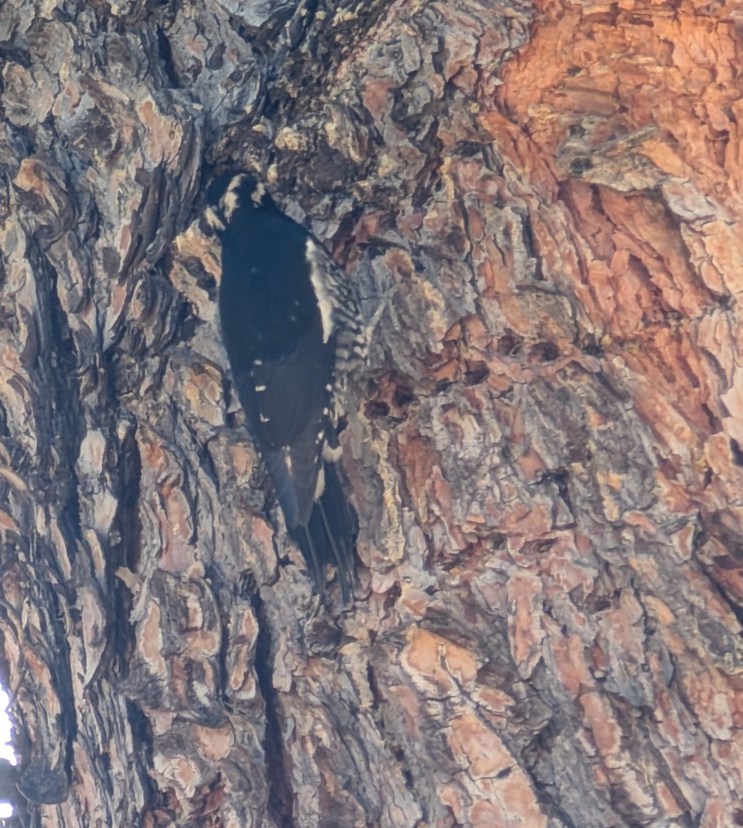 Williamson's Sapsucker - ML646058250