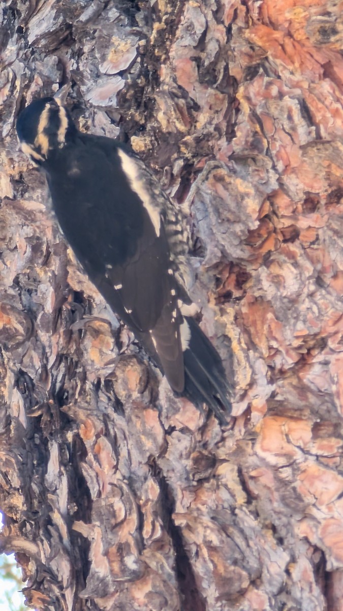 Williamson's Sapsucker - ML646058251