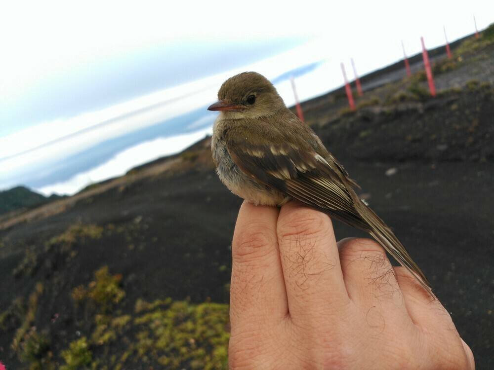 シロノドメジロハエトリ - ML646058258