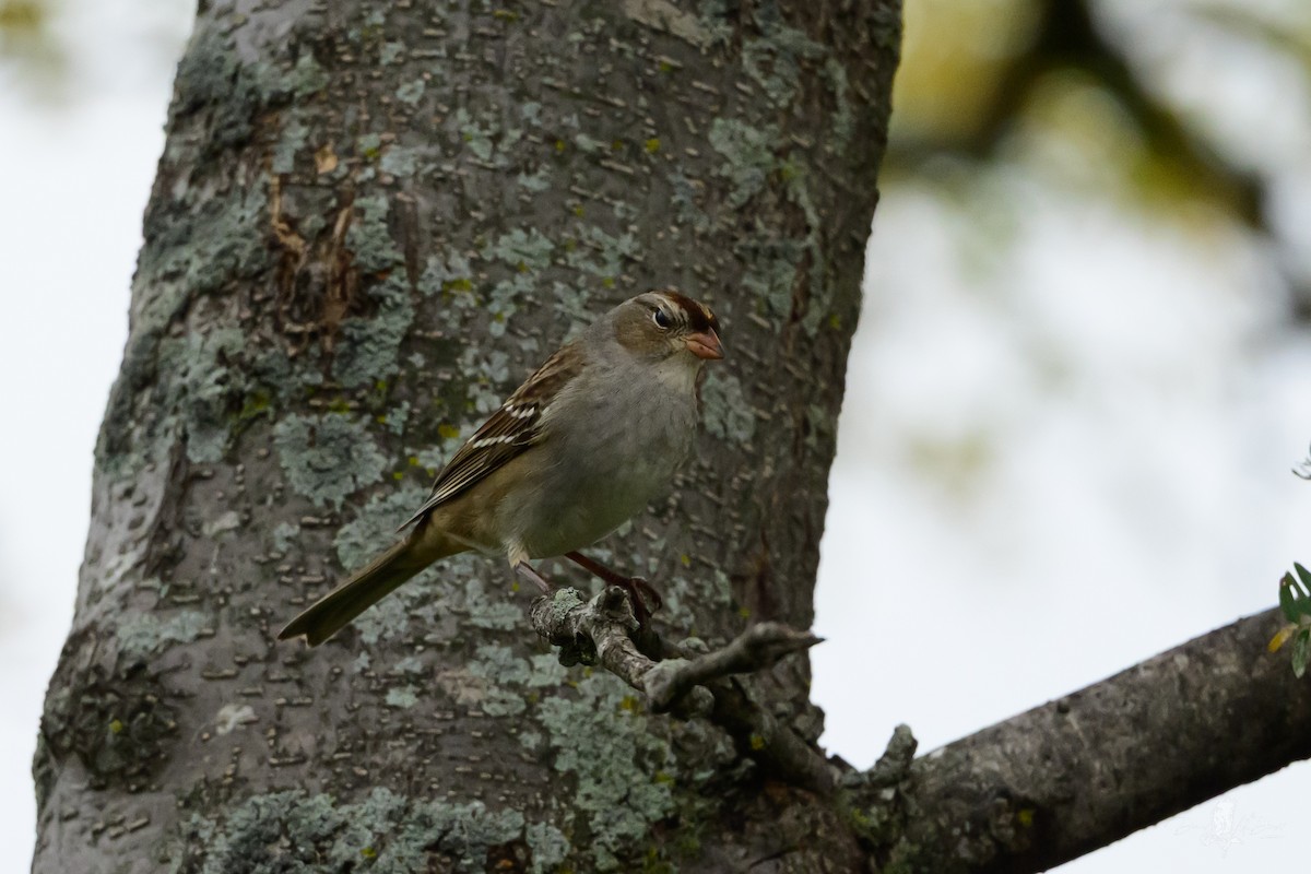 White-crowned Sparrow - ML646058265