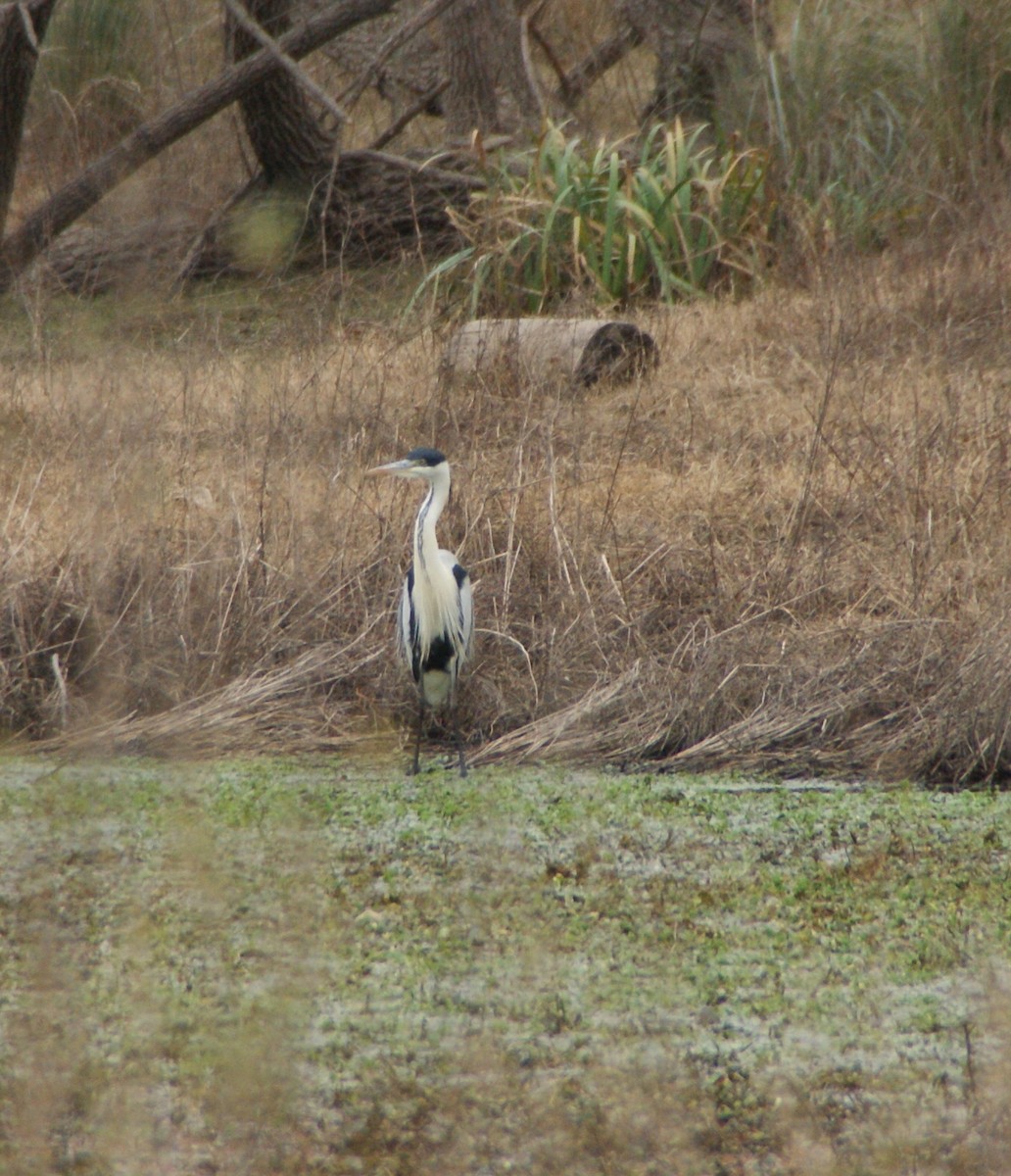 Cocoi Heron - ML646058267