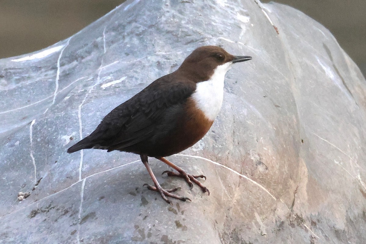White-throated Dipper - ML646058270