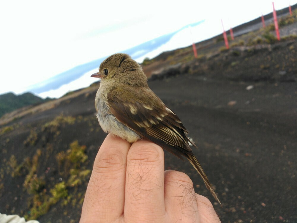 White-throated Flycatcher - ML646058272