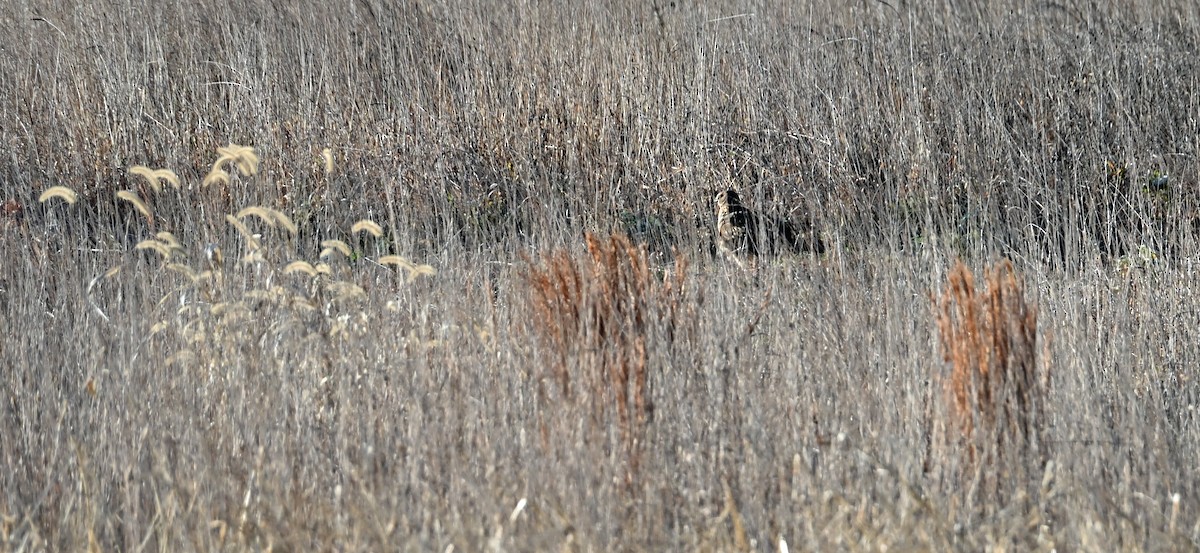 Northern Harrier - ML646058275