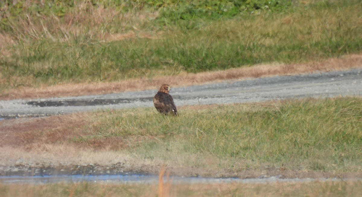 Northern Harrier - ML646058276