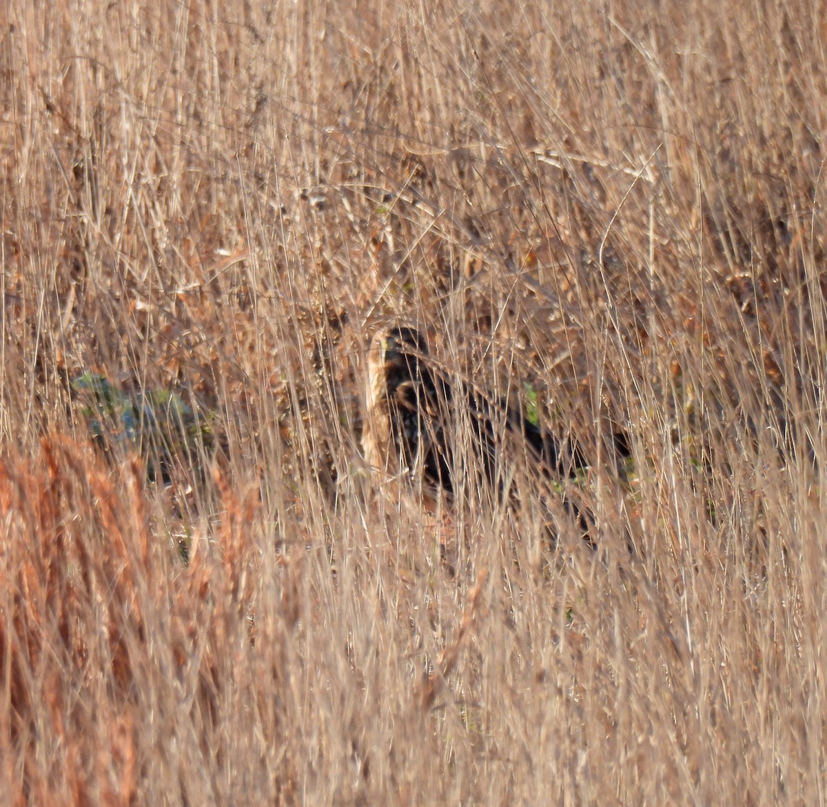 Northern Harrier - ML646058277