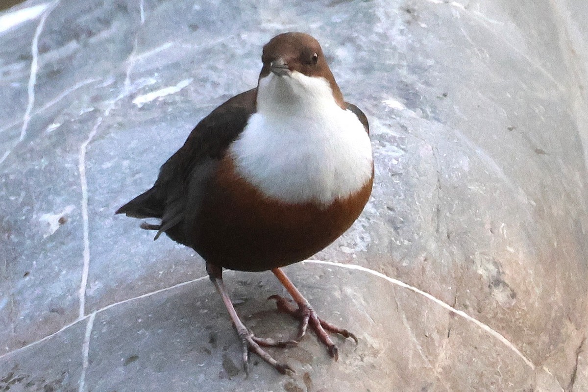 White-throated Dipper - ML646058281