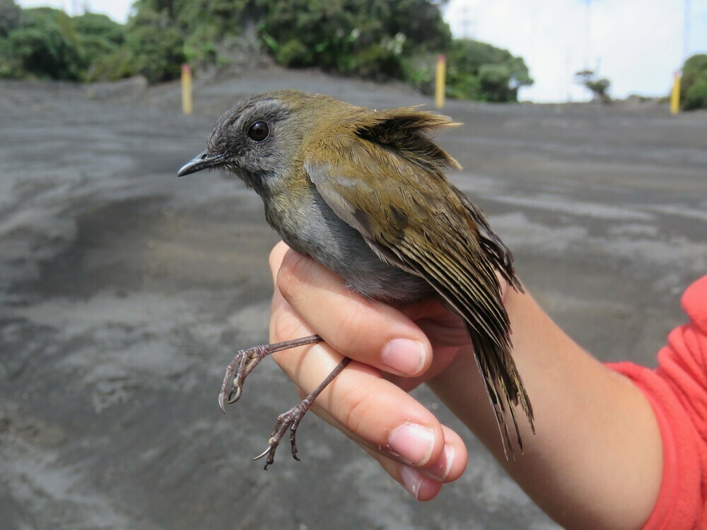 Black-billed Nightingale-Thrush - ML646058299