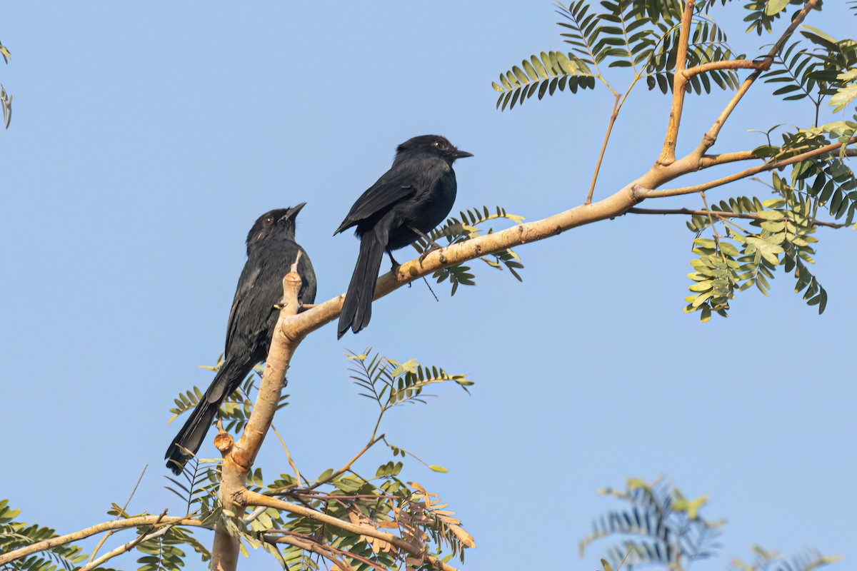 Northern Black-Flycatcher - ML646058301