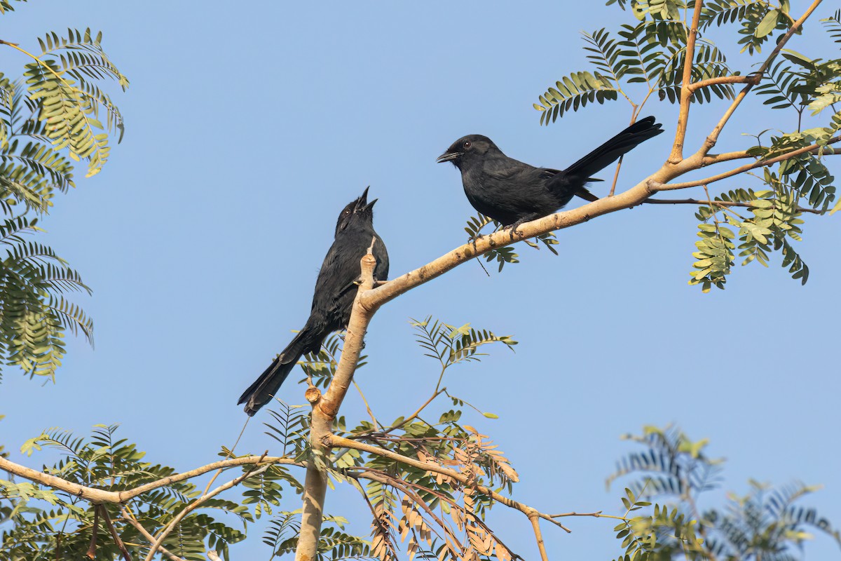 Northern Black-Flycatcher - ML646058302