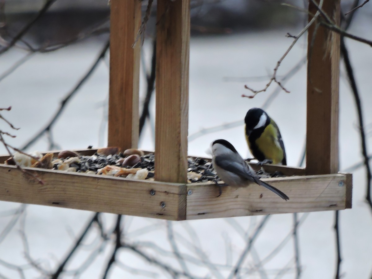 Пухляк - ML646058313