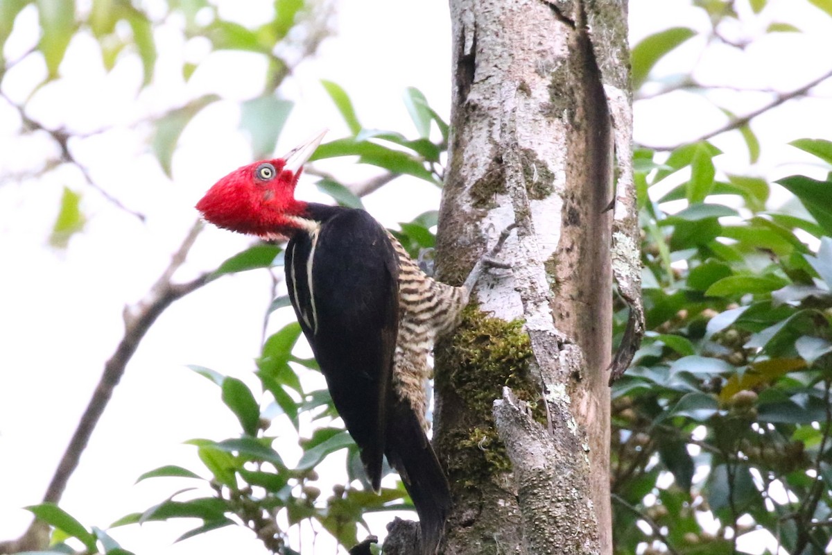 datel světlezobý - ML646058315