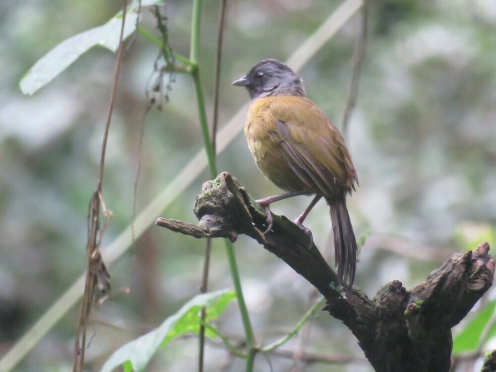 Large-footed Finch - ML646058321