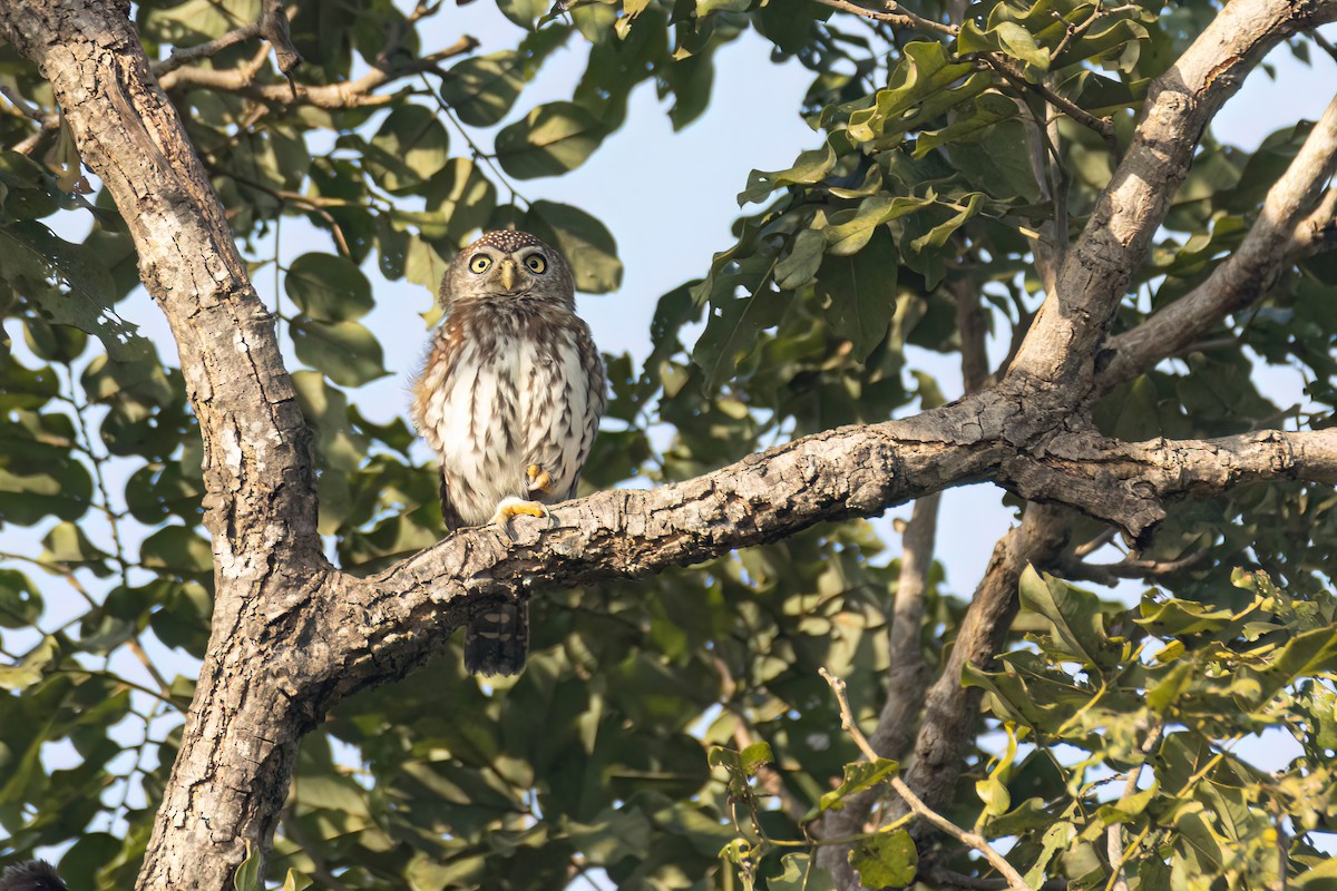 kulíšek perlový - ML646058323