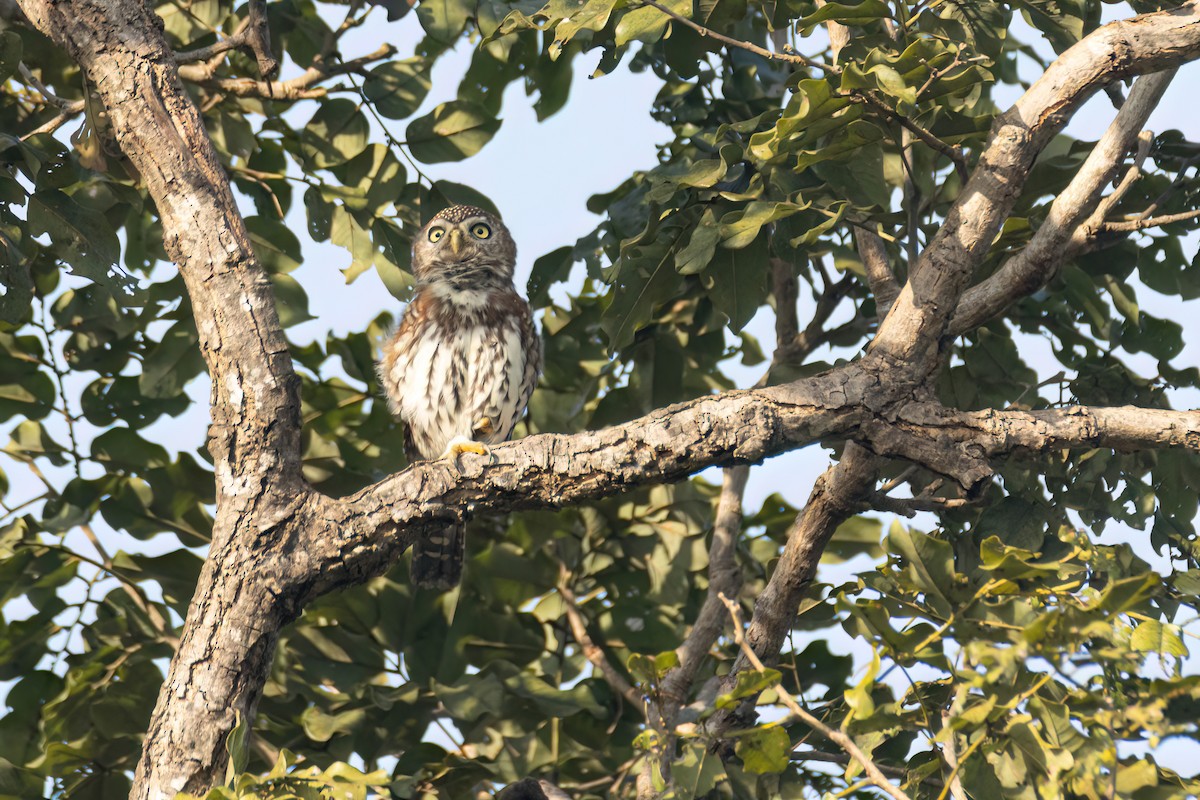 kulíšek perlový - ML646058324