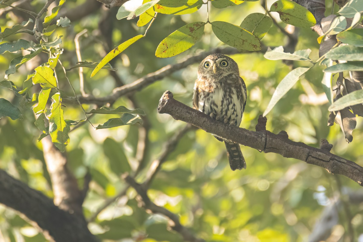 kulíšek perlový - ML646058325