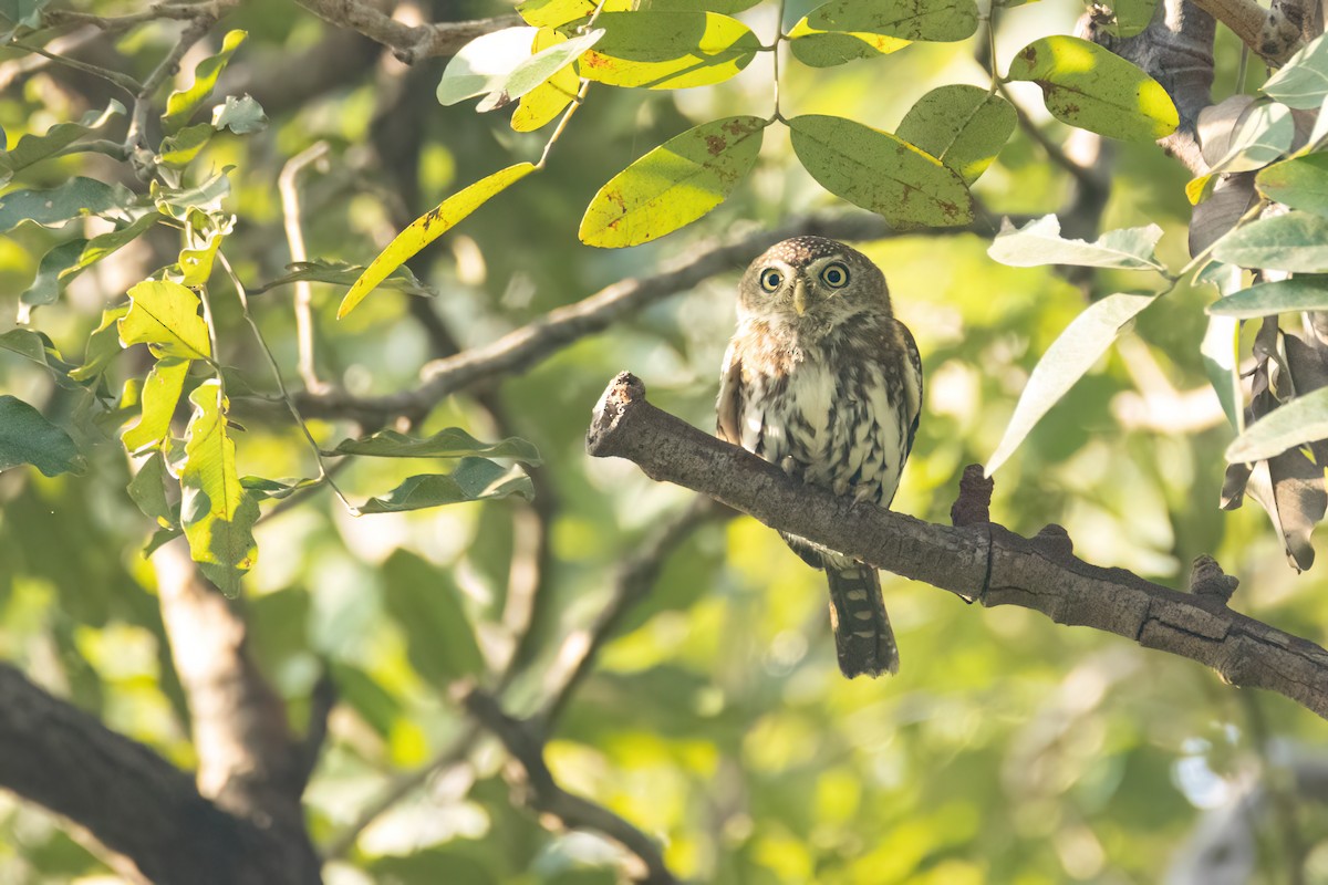 kulíšek perlový - ML646058326