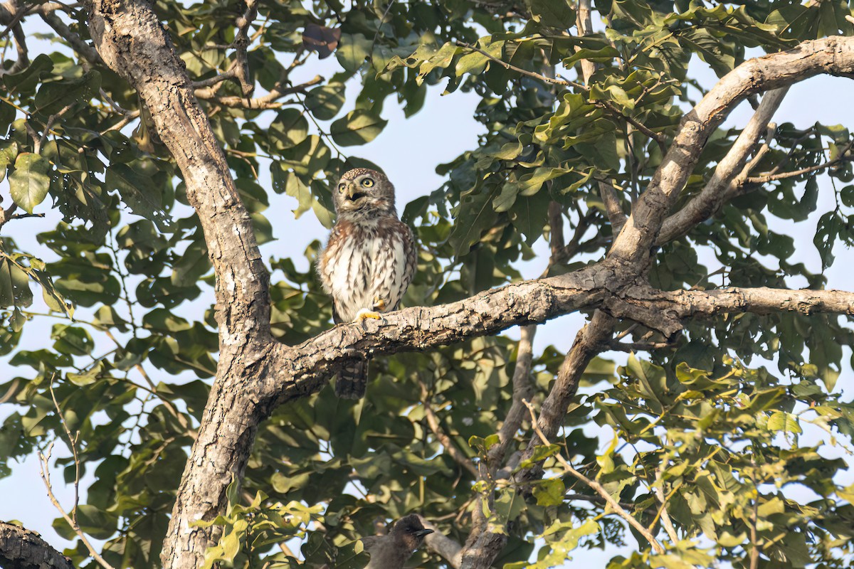 kulíšek perlový - ML646058327