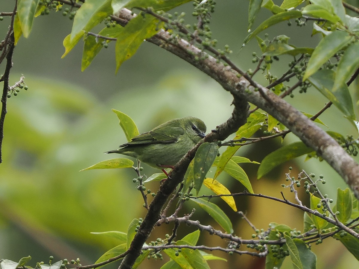 Red-legged Honeycreeper - ML646058332