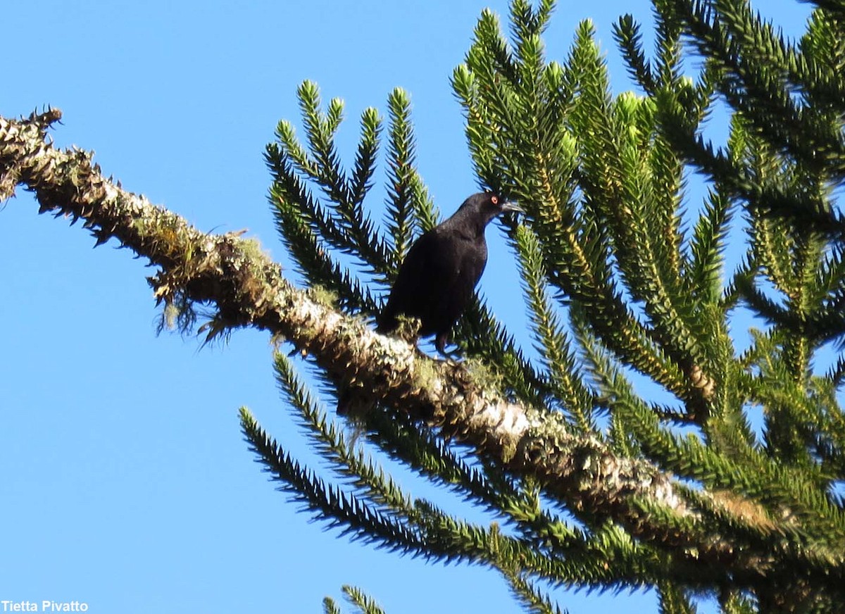 Giant Cowbird - ML646058337