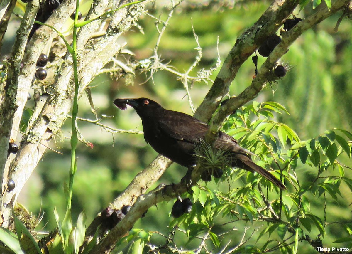 Giant Cowbird - ML646058338