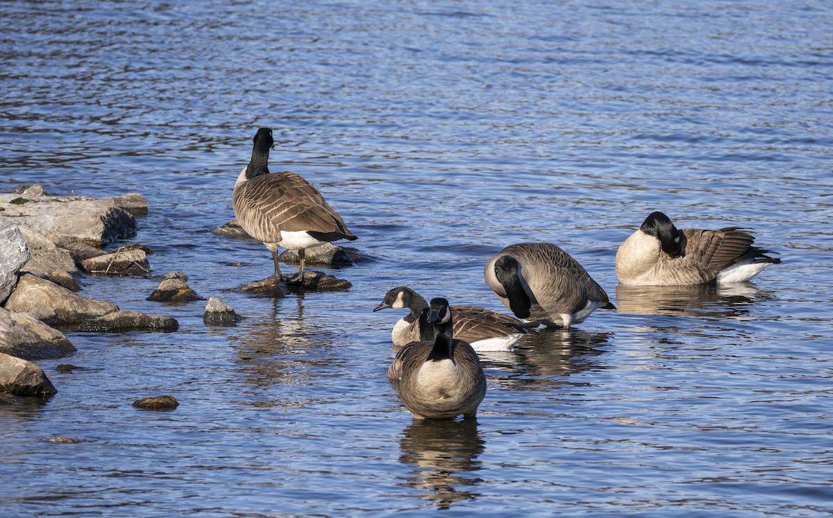 Canada Goose - ML646058344