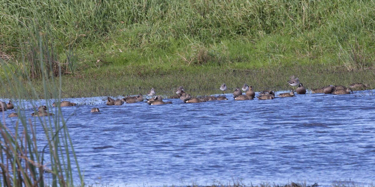 Zertzeta hegalurdina - ML646058356