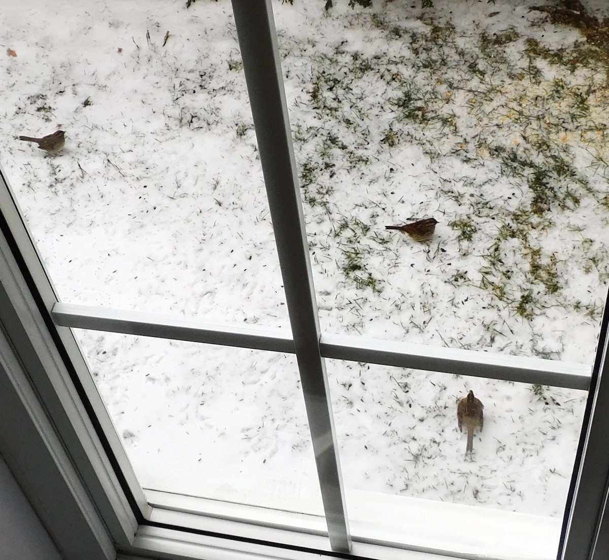 White-throated Sparrow - ML646058362