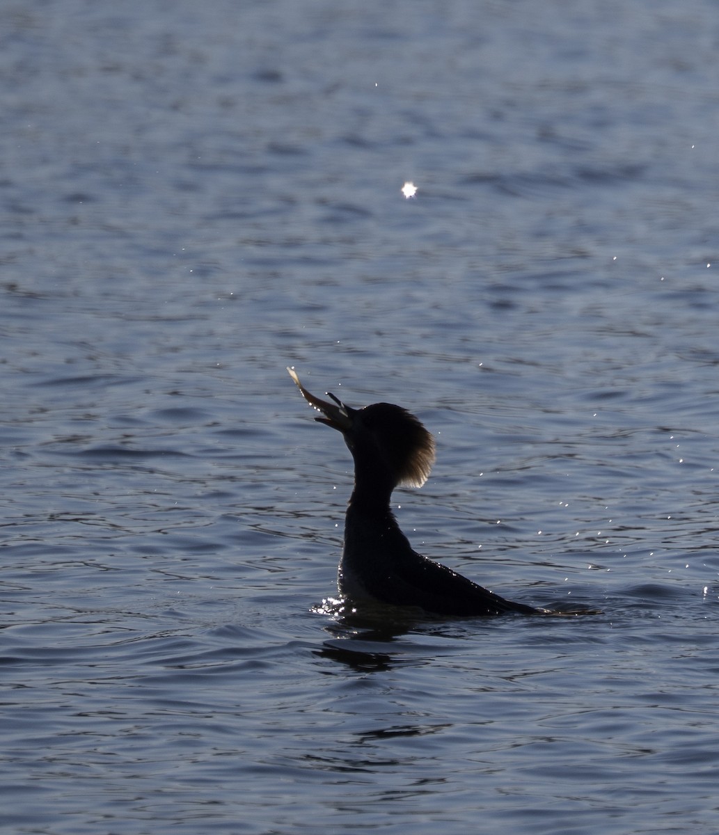 Hooded Merganser - ML646058363