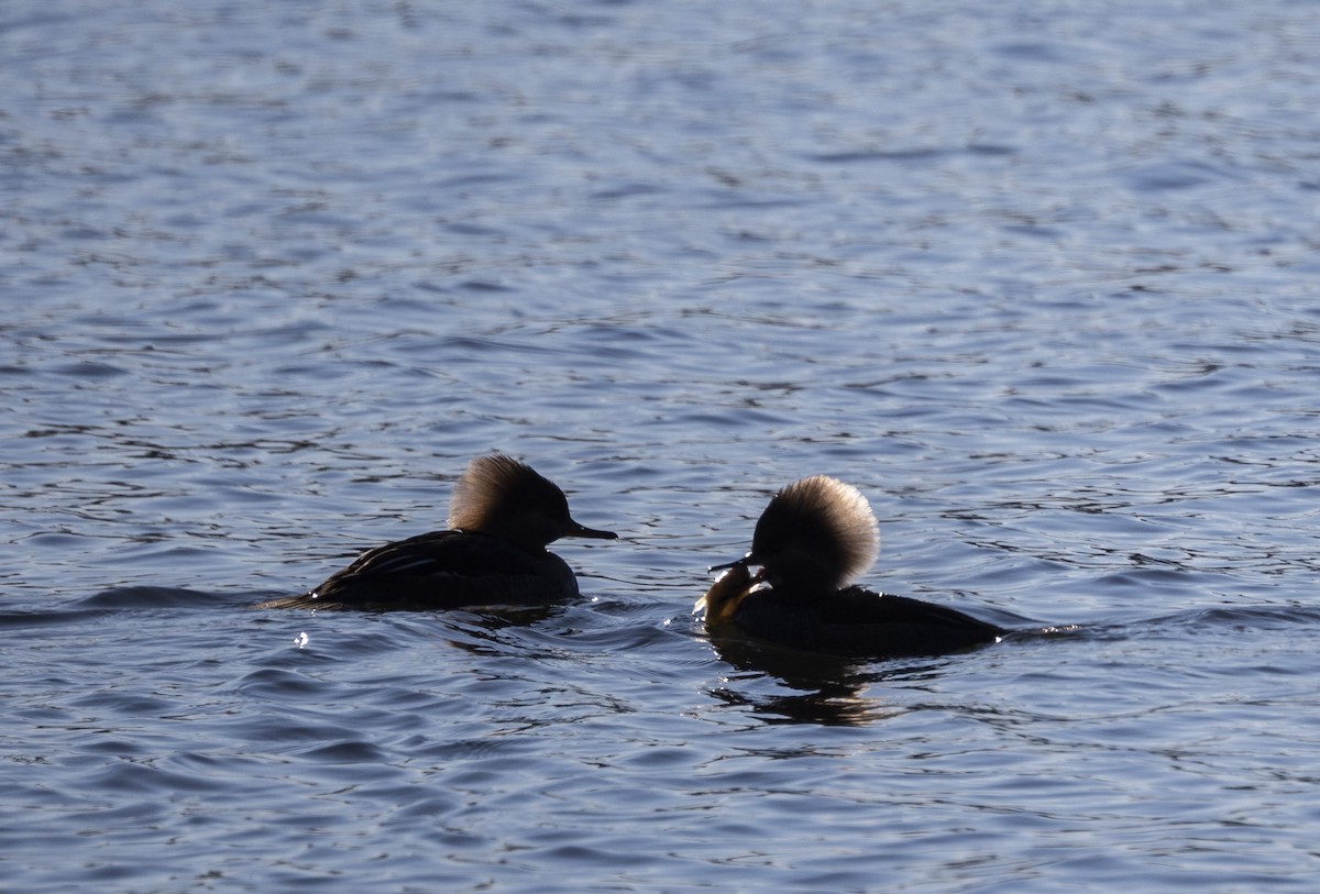 Hooded Merganser - ML646058366