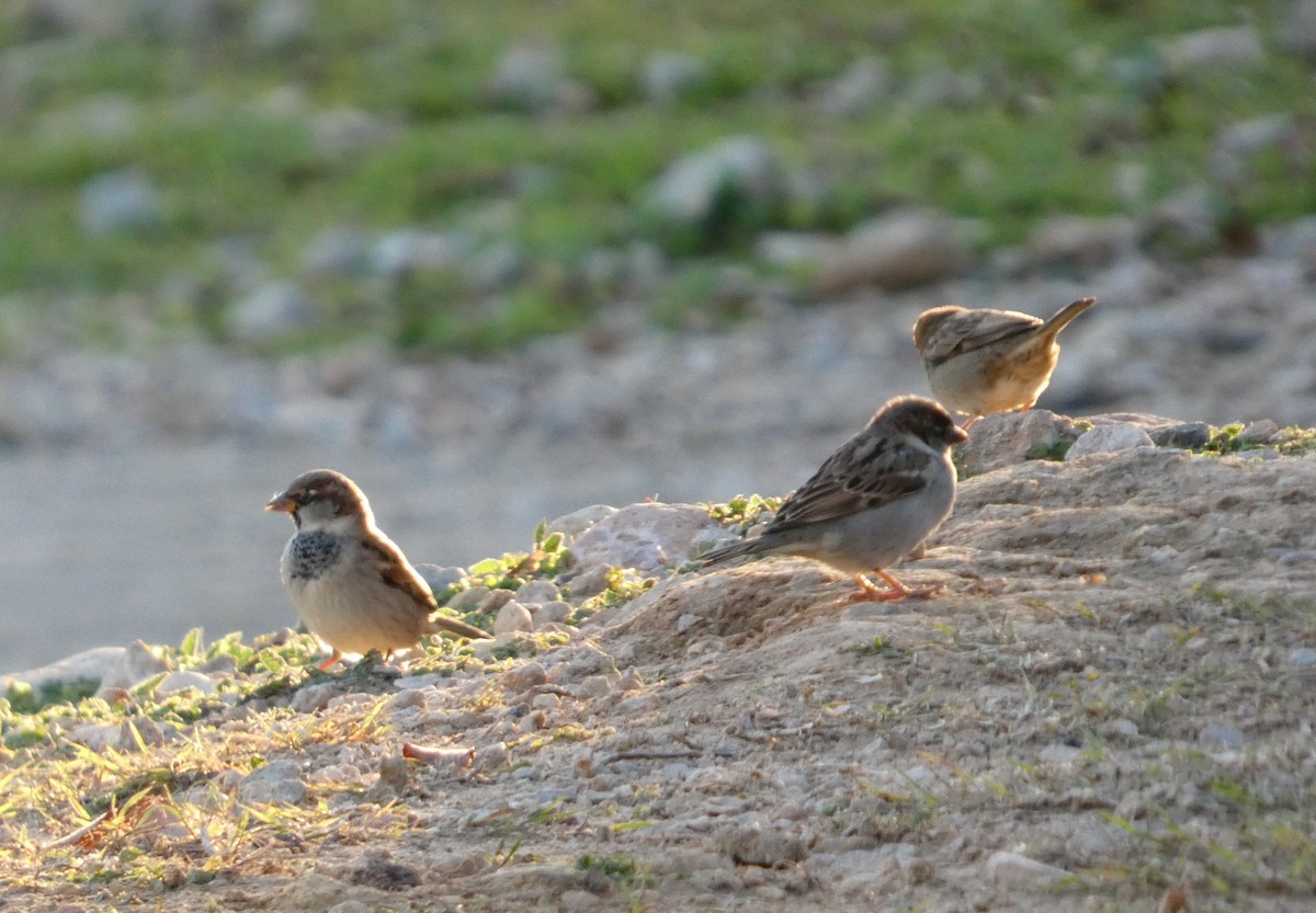 House Sparrow - ML646058372