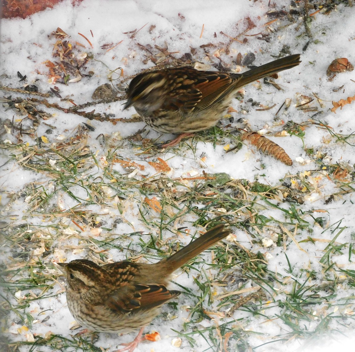 White-throated Sparrow - ML646058373