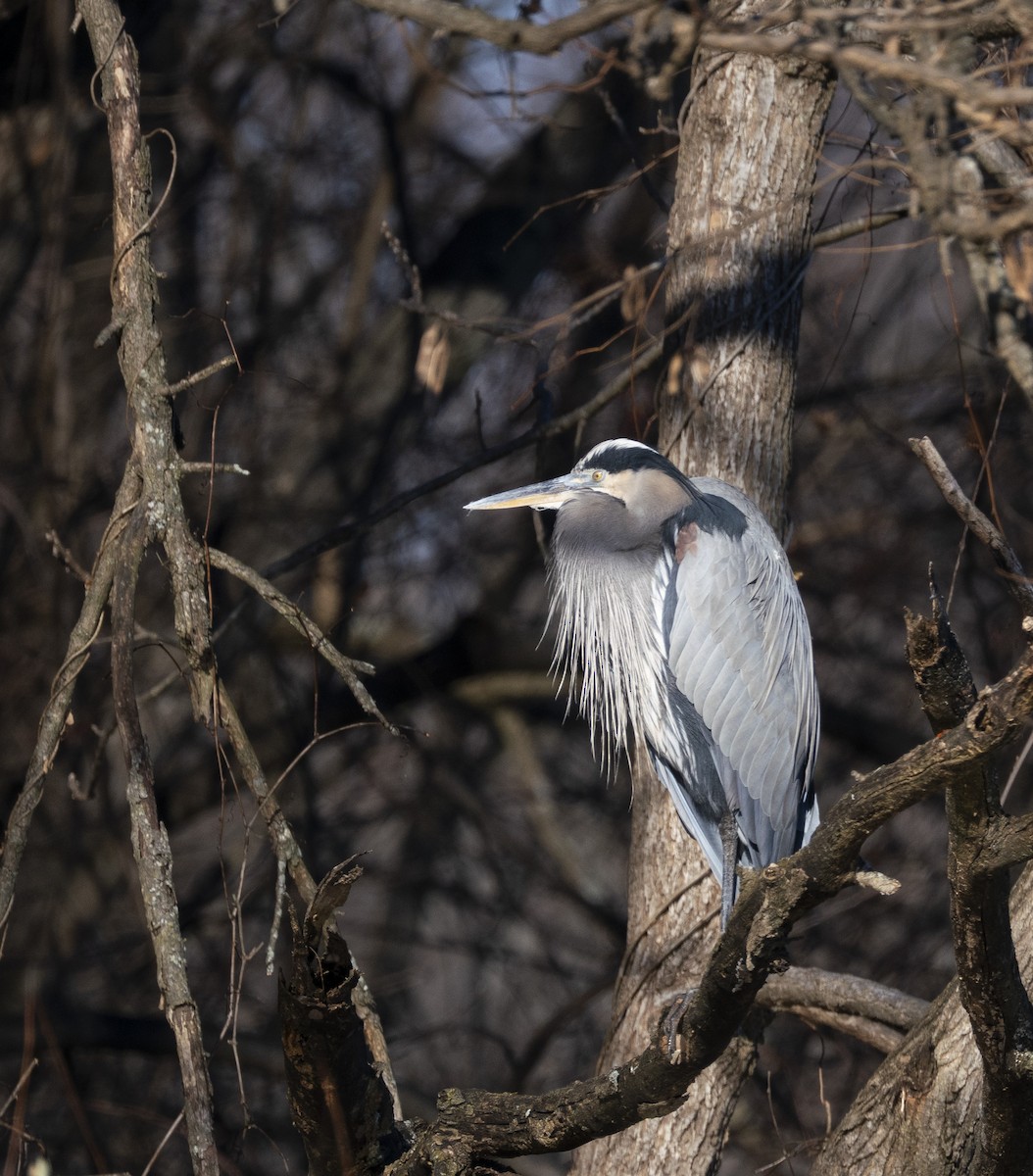 Great Blue Heron - ML646058375
