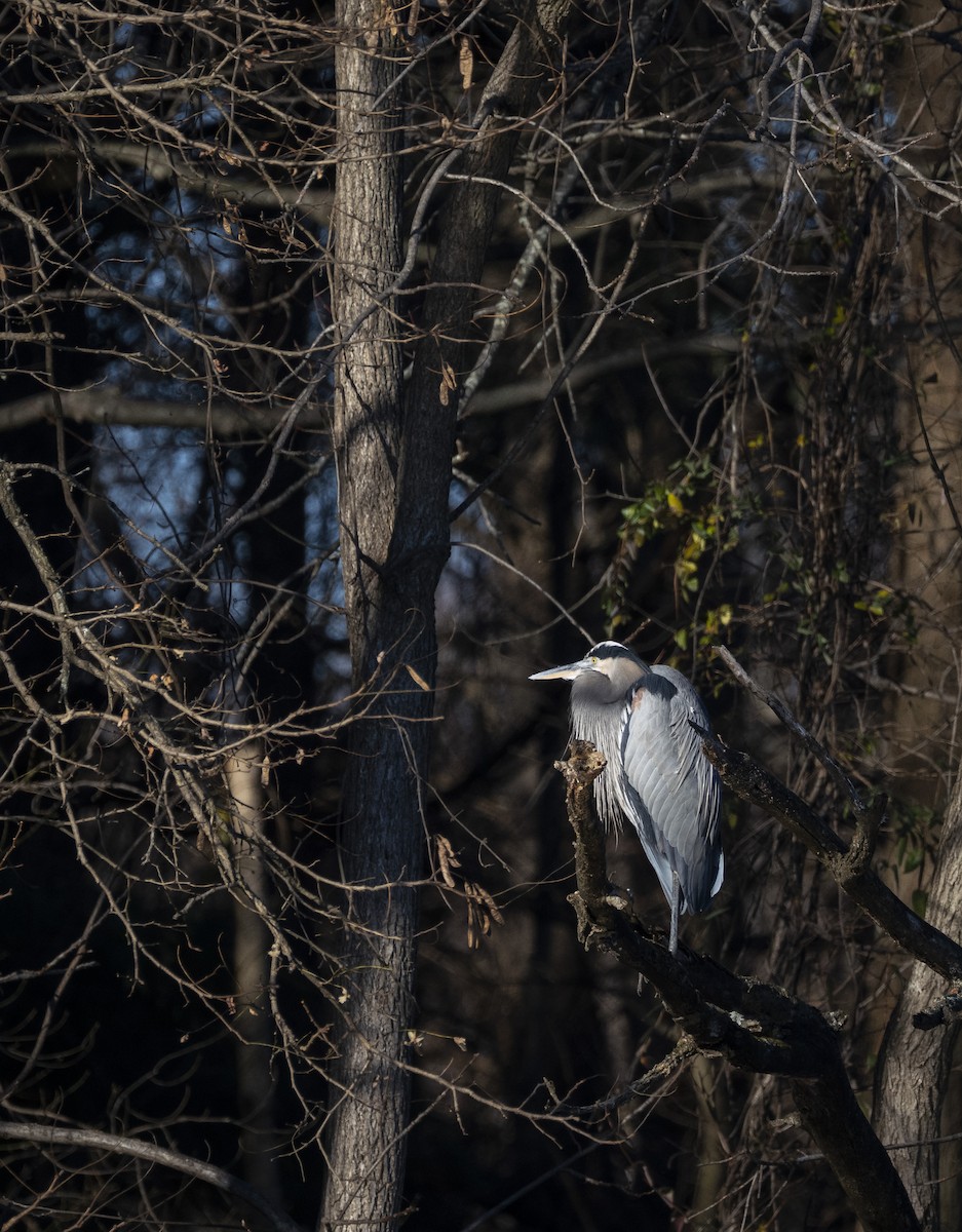 Great Blue Heron - ML646058377
