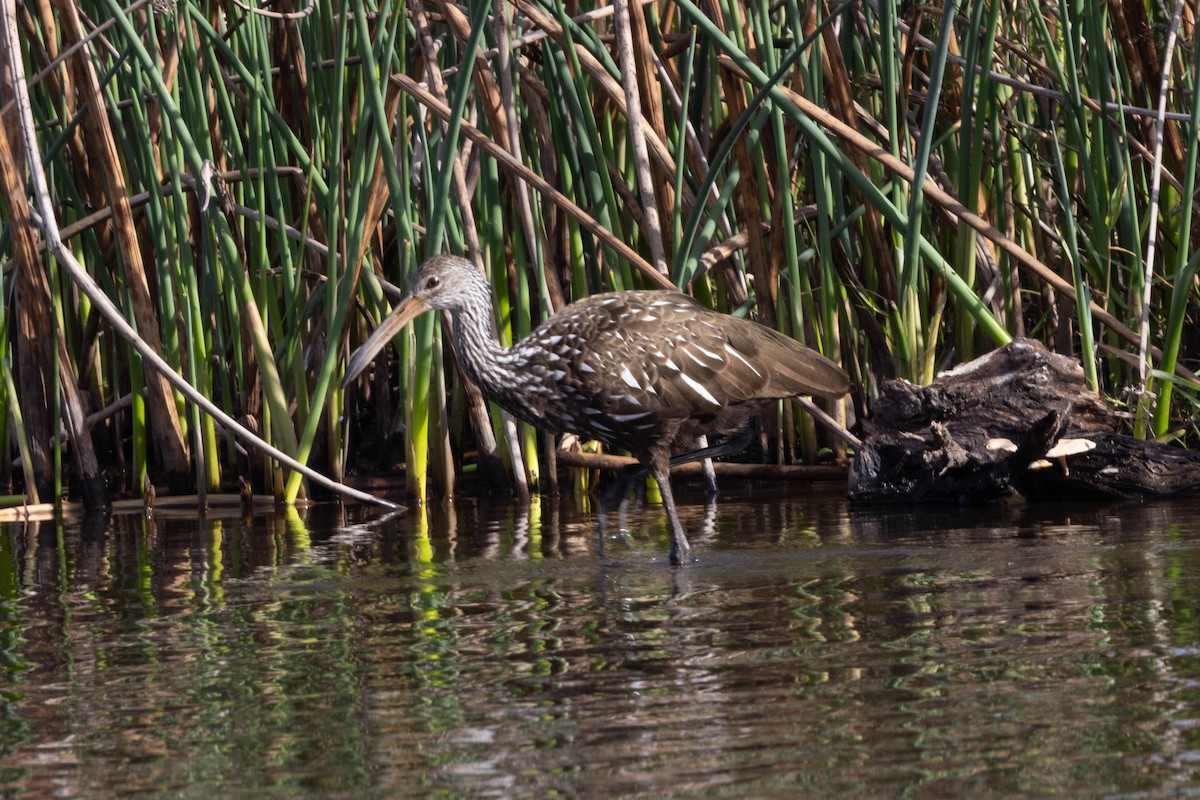 Limpkin - ML646058382