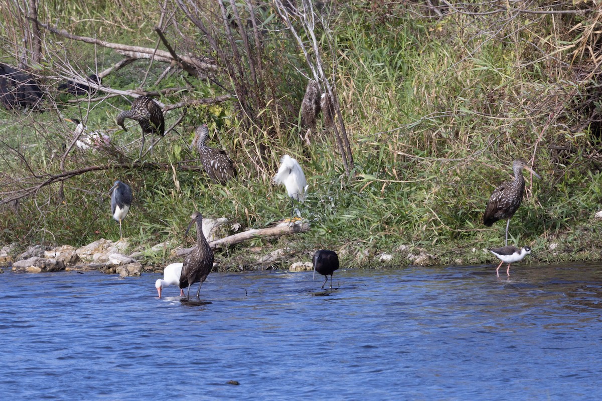 Limpkin - ML646058383