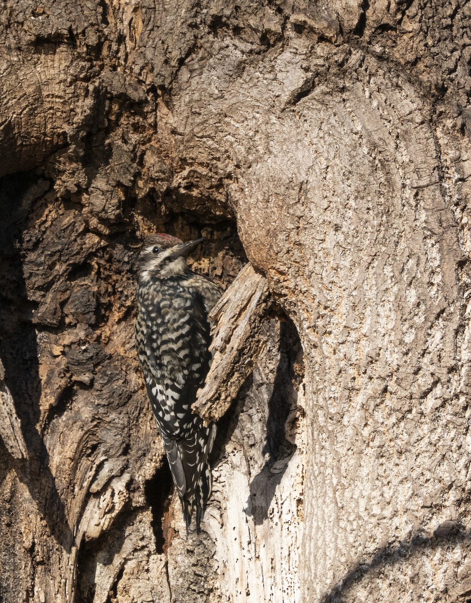 Yellow-bellied Sapsucker - ML646058396