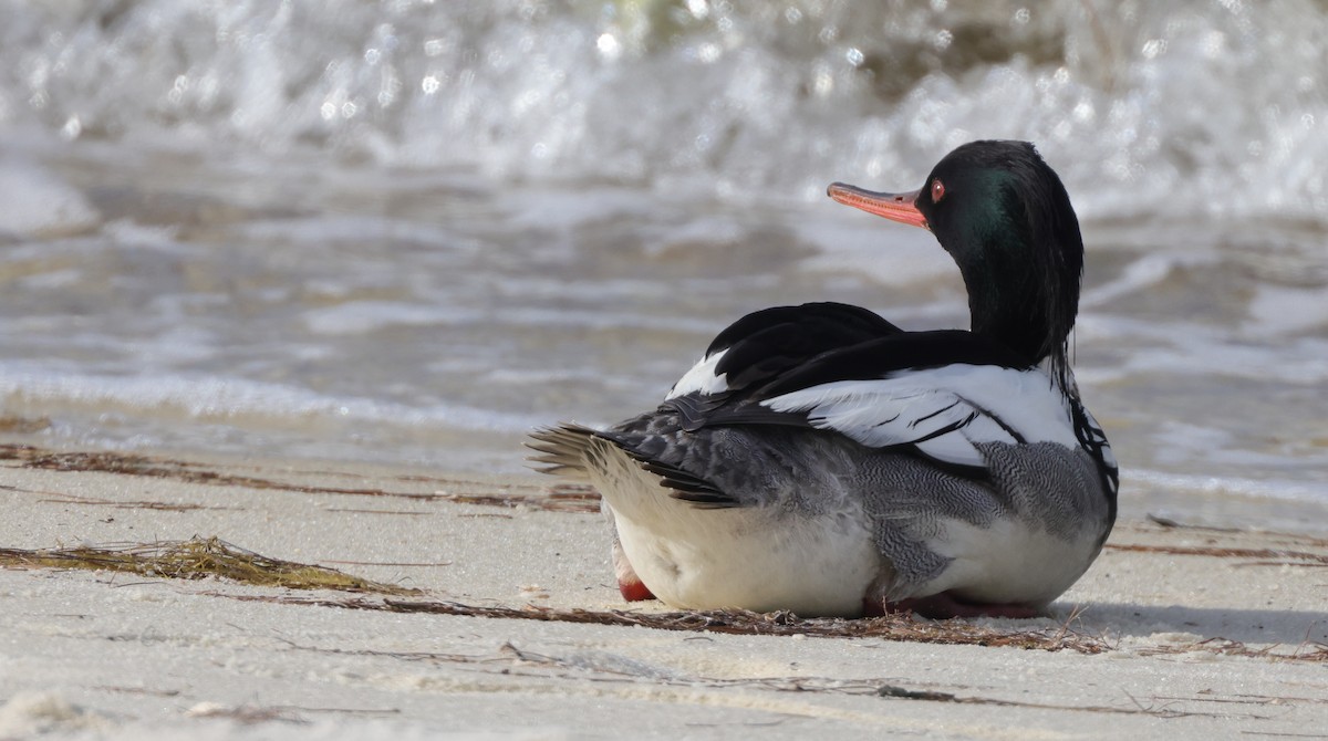 Serreta Mediana - ML646058398