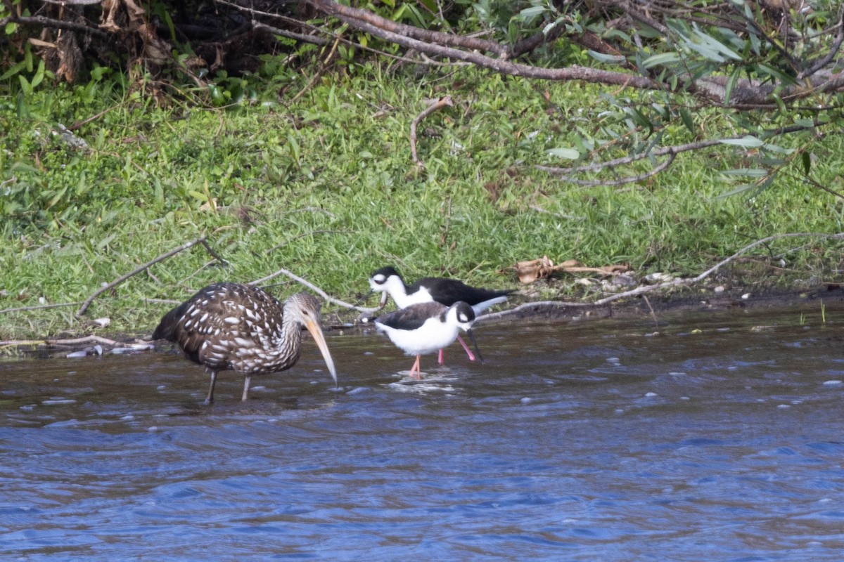 pisila černokrká - ML646058399