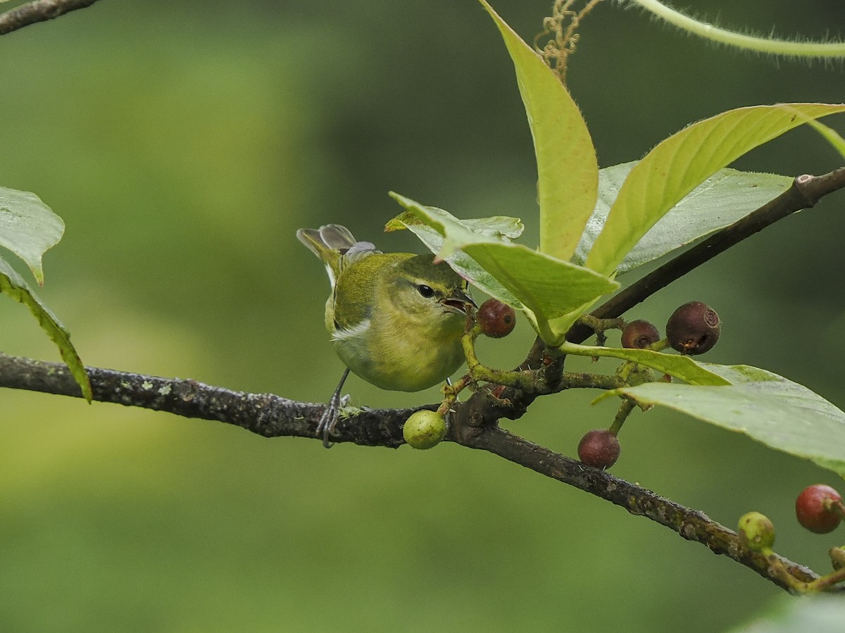 Tennessee Warbler - ML646058410
