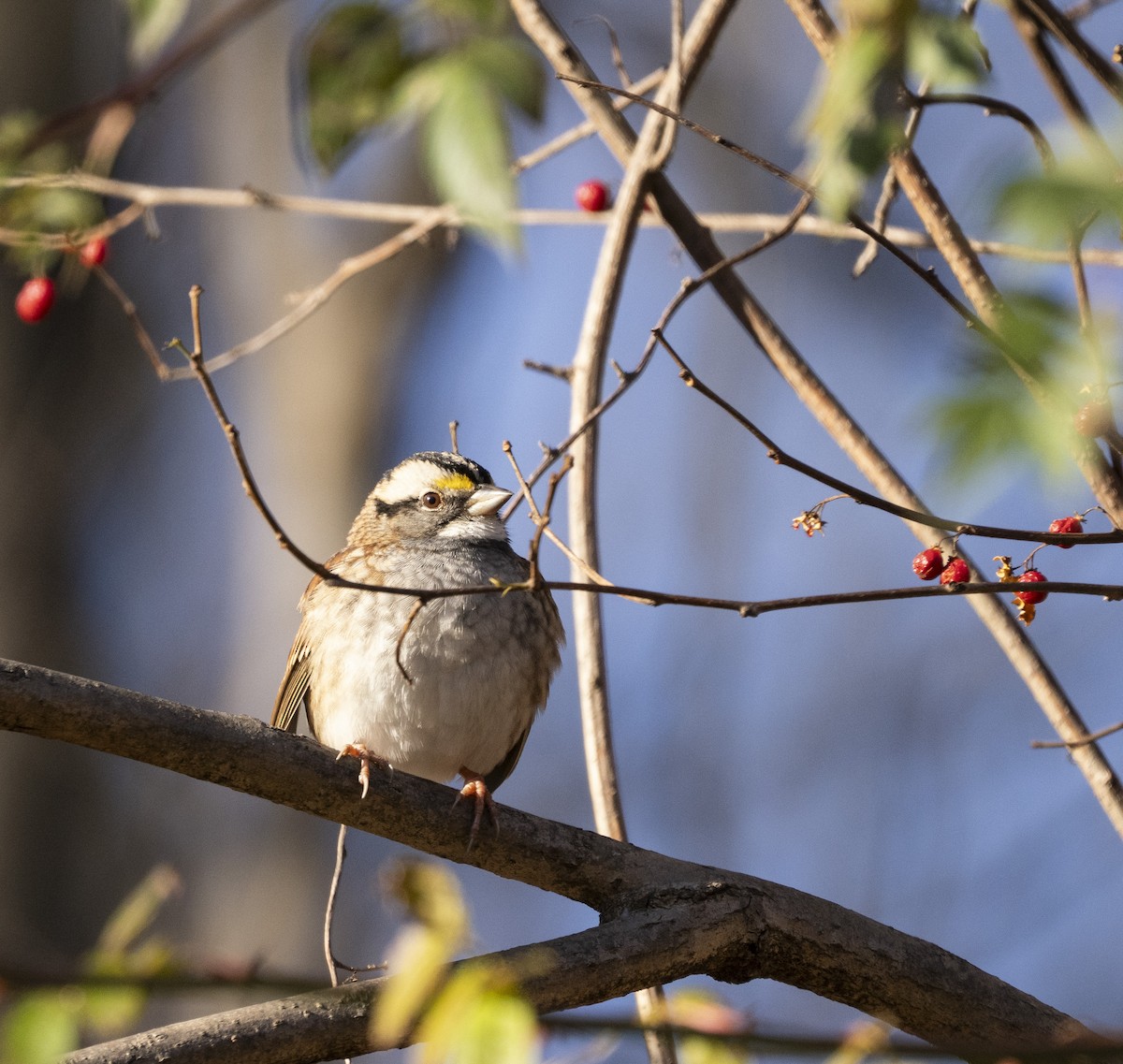 White-throated Sparrow - ML646058411