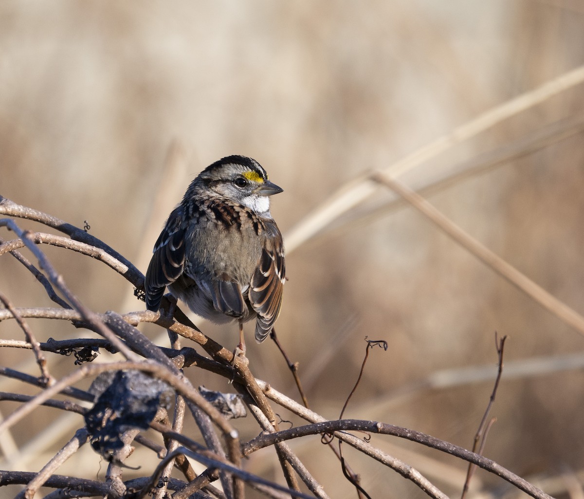 White-throated Sparrow - ML646058412