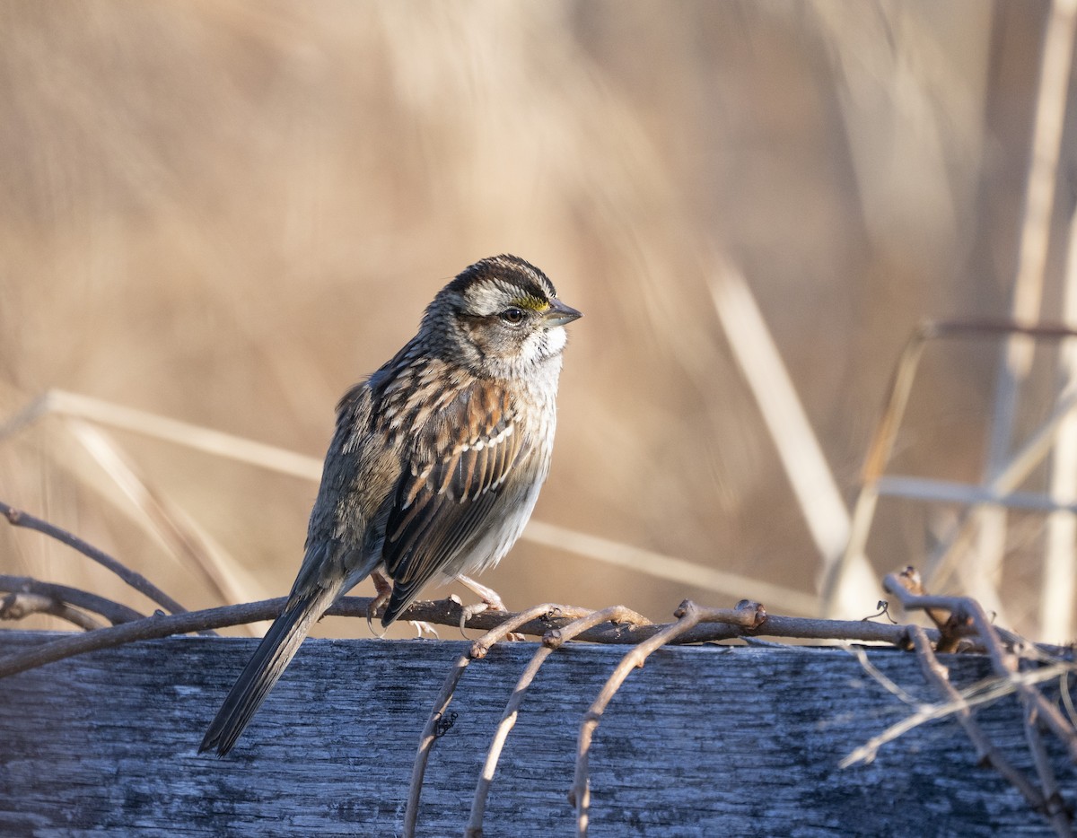 White-throated Sparrow - ML646058413
