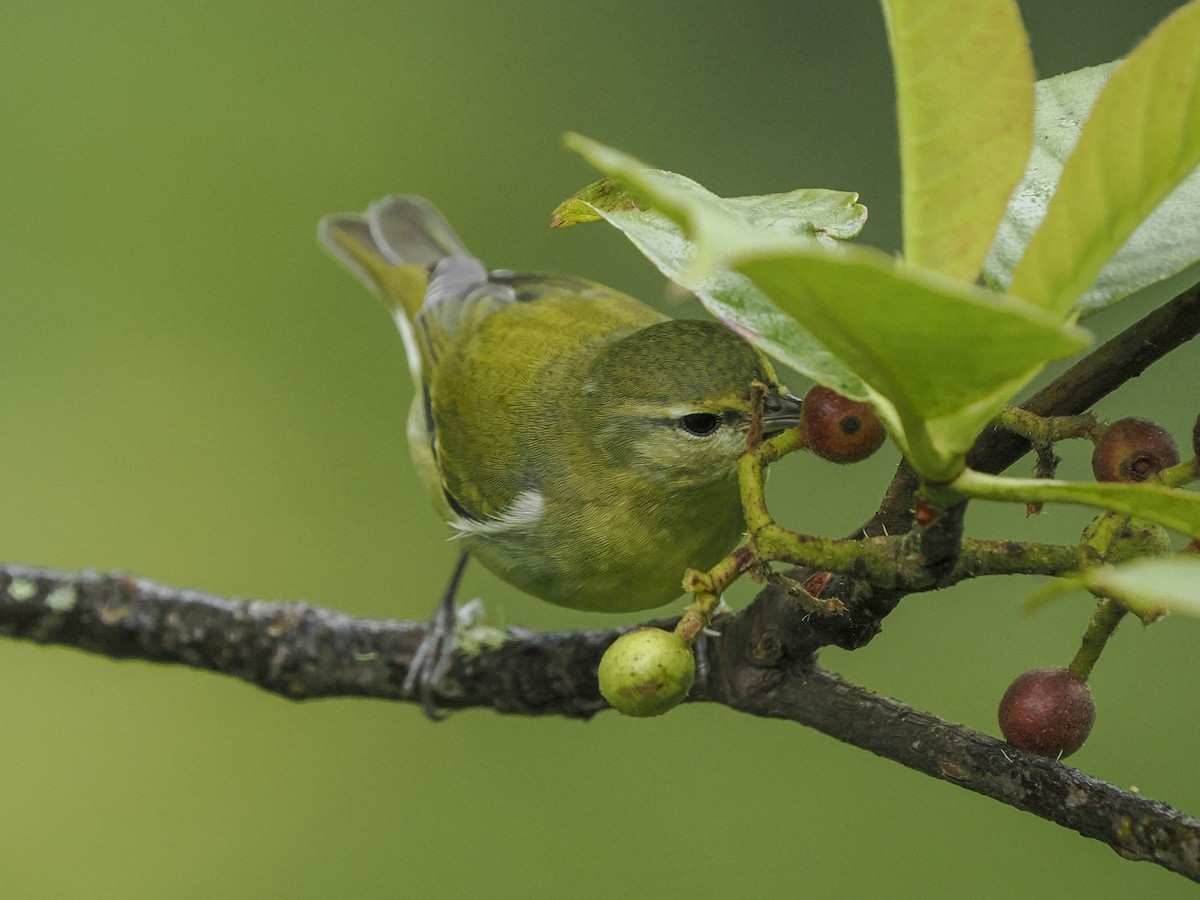 Tennessee Warbler - ML646058414