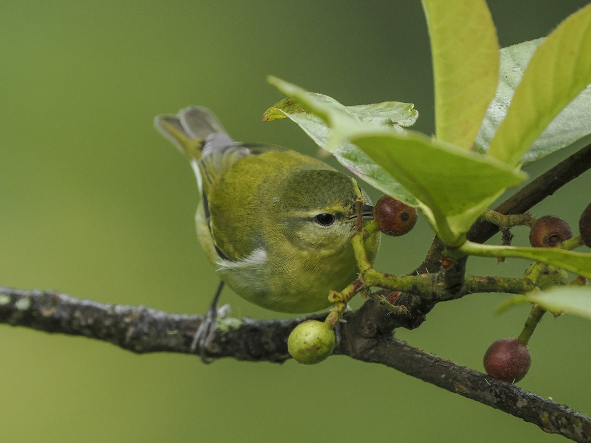 Tennessee Warbler - ML646058416