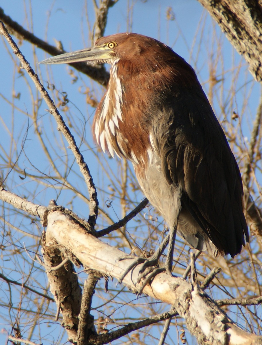 Rufescent Tiger-Heron - ML646058417
