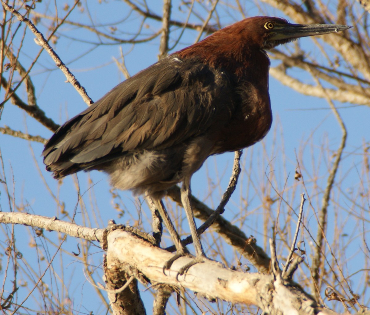 Rufescent Tiger-Heron - ML646058419