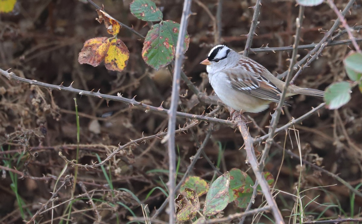 White-crowned Sparrow (Dark-lored) - ML646058421