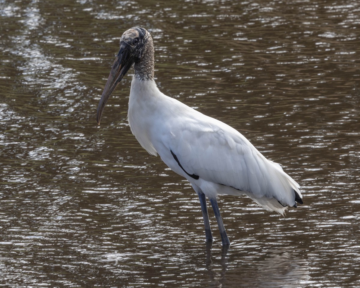 nesyt americký - ML646058422