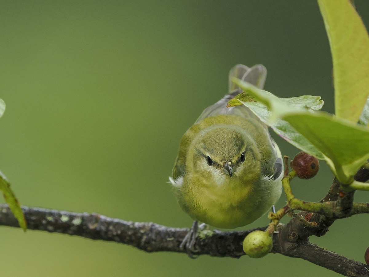 Tennessee Warbler - ML646058423